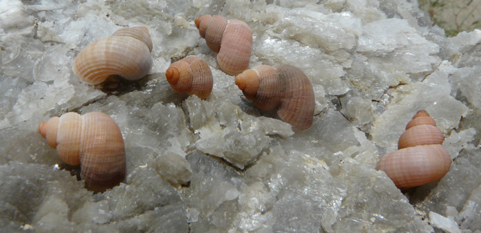 Tudorella  sulcata